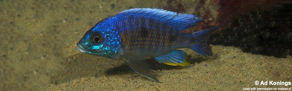 Copadichromis verduyni 'Chiofu'